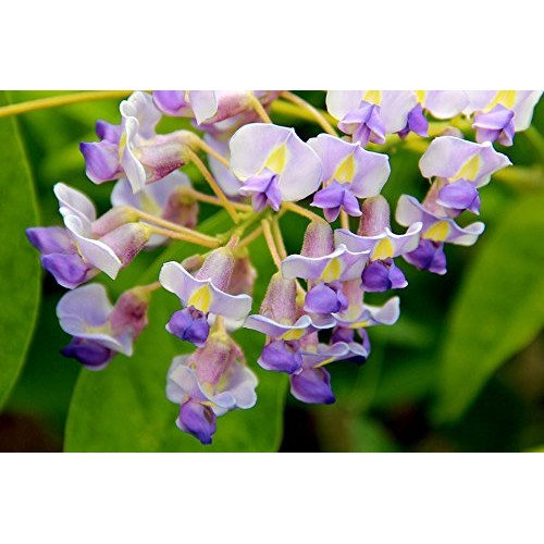 Blue Moon Wisteria Vine - Massive Foot Long Fragrant Flowers - Att...