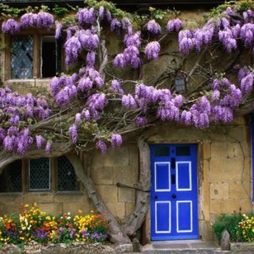 Blue Moon Wisteria Vine - Massive Foot Long Fragrant Flowers - Att...
