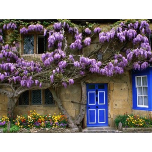 Blue Moon Wisteria Vine - Massive Foot Long Fragrant Flowers - Att...