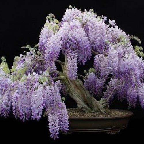 Blue Moon Wisteria Vine - Massive Foot Long Fragrant Flowers - Att...