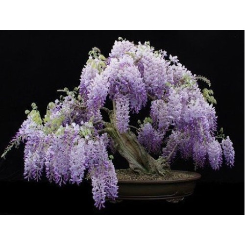 Blue Moon Wisteria Vine - Massive Foot Long Fragrant Flowers - Att...