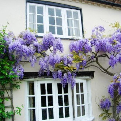 Blue Moon Wisteria Vine - Massive Foot Long Fragrant Flowers - Att...