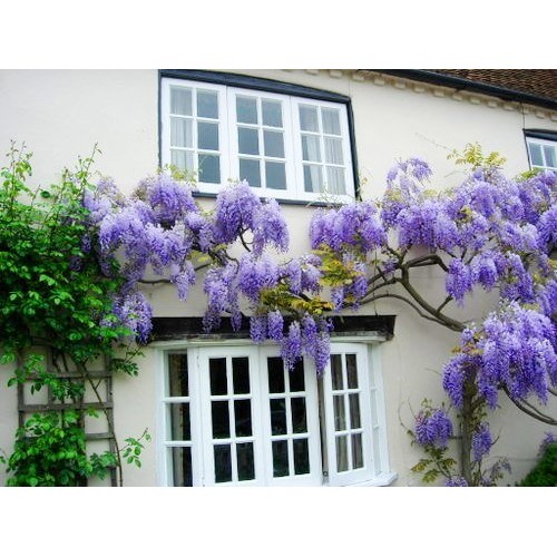 Blue Moon Wisteria Vine - Massive Foot Long Fragrant Flowers - Att...