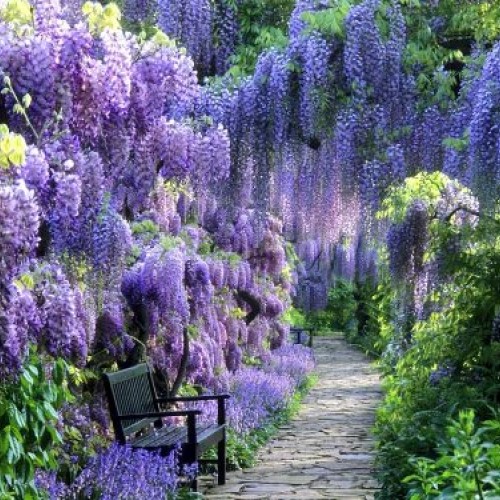 Blue Moon Wisteria Vine - Massive Foot Long Fragrant Flowers - Att...