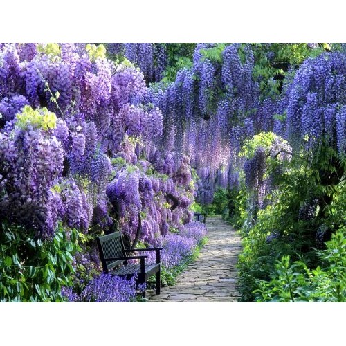 Blue Moon Wisteria Vine - Massive Foot Long Fragrant Flowers - Att...