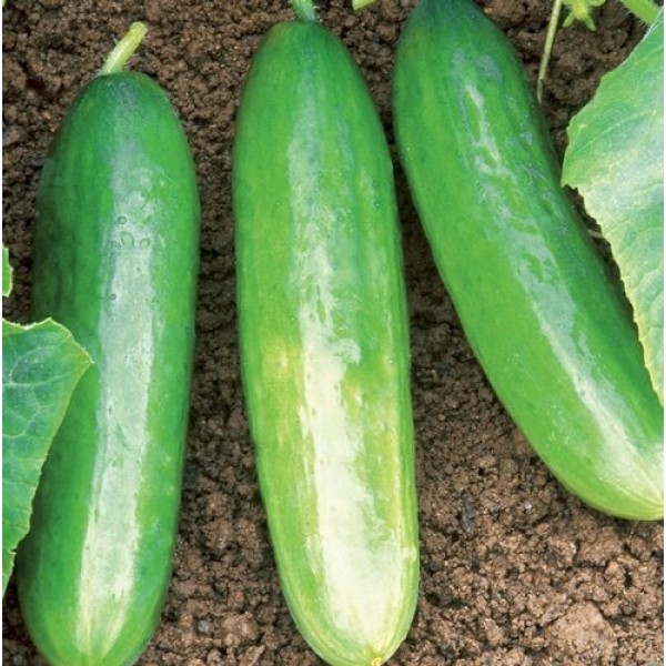 Organic Diva Cucumber 35 Seeds #887 Item Upc#650348691516