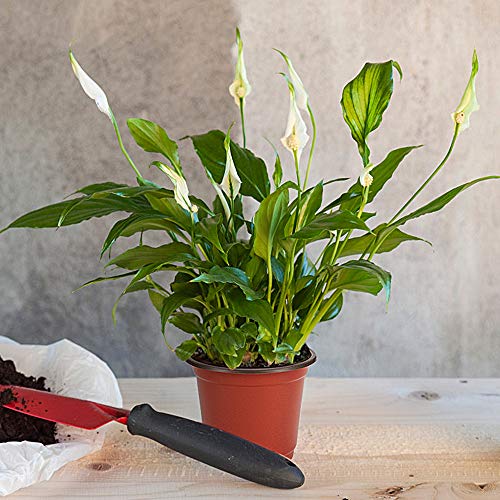 JERIA 100-Pack 4 Inch Plastic Plant Nursery Pots Come with 100 Pcs...