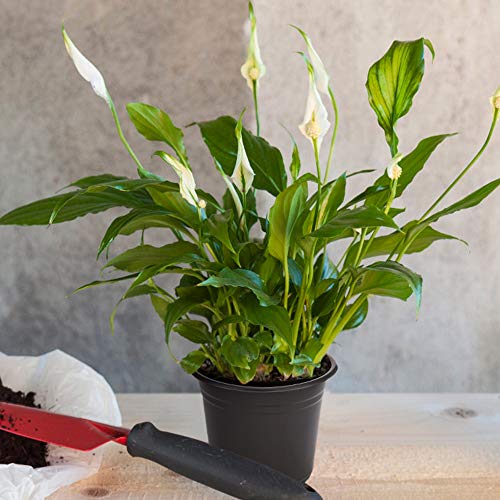 JERIA 50-Pack 0.5 Gallon Plastic Plant Nursery Pots wits 50 Pcs Pl...