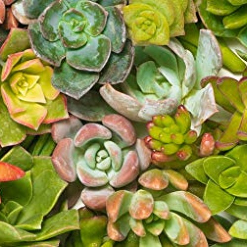 Succulent Cutting Assorted Pack 30 Count: Brighten Up Your Garde...