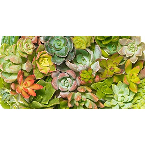 Succulent Cutting Assorted Pack 30 Count: Brighten Up Your Garde...