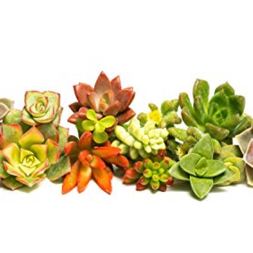 Succulent Cutting Assorted Pack 30 Count: Brighten Up Your Garde...
