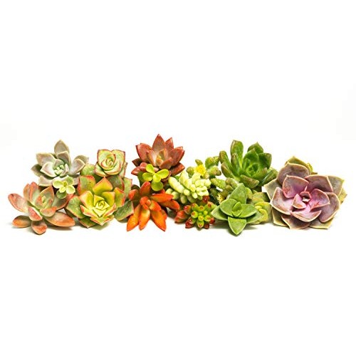 Succulent Cutting Assorted Pack 30 Count: Brighten Up Your Garde...