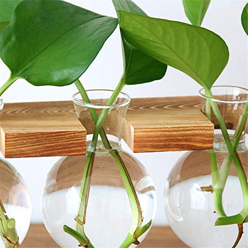 Plant Terrarium, Desktop Glass Planter Bulb Glass Vase with Wooden...