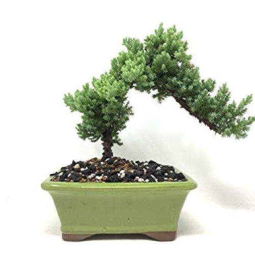 Bonsai Soil All Purpose Mix | Fast Draining Pre Blend Plant | Pumi...