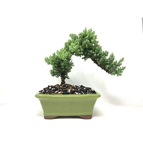 Bonsai Soil All Purpose Mix | Fast Draining Pre Blend Plant | Pumi...