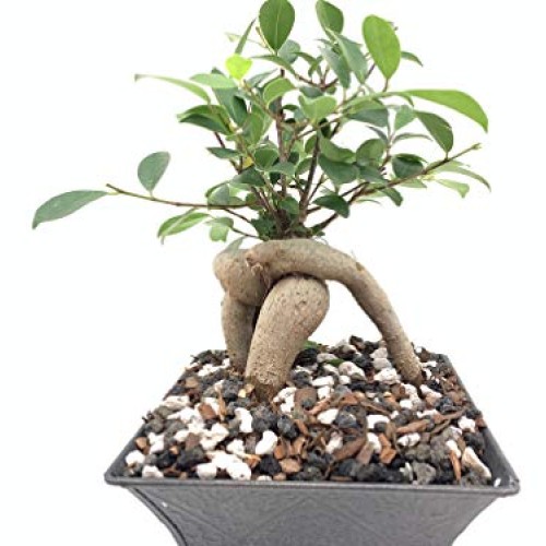 Bonsai Soil All Purpose Mix | Fast Draining Pre Blend Plant | Pumi...