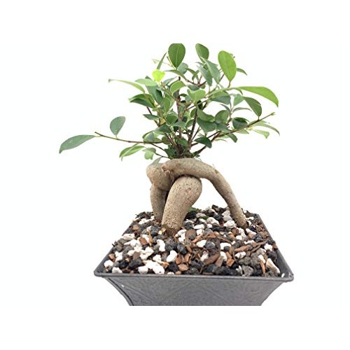 Bonsai Soil All Purpose Mix | Fast Draining Pre Blend Plant | Pumi...