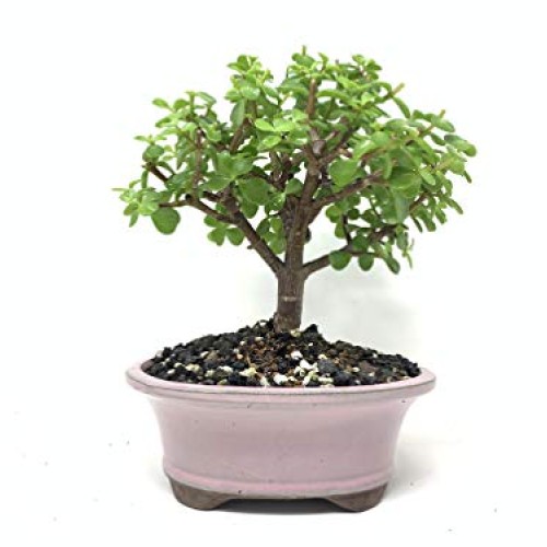 Bonsai Soil All Purpose Mix | Fast Draining Pre Blend Plant | Pumi...
