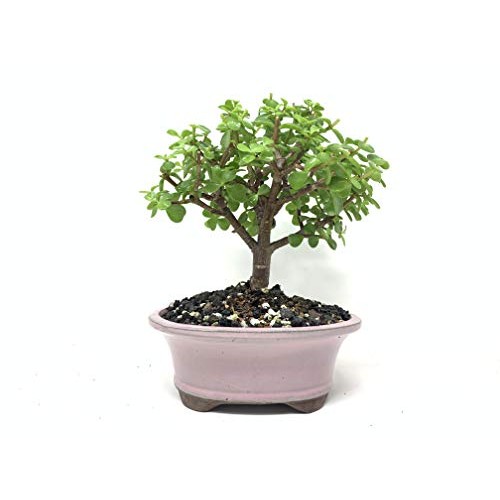 Bonsai Soil All Purpose Mix | Fast Draining Pre Blend Plant | Pumi...