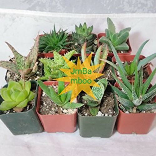 7 Different Aloe Plants - Easy to grow/Hard to Kill! - 2 Pots uni...