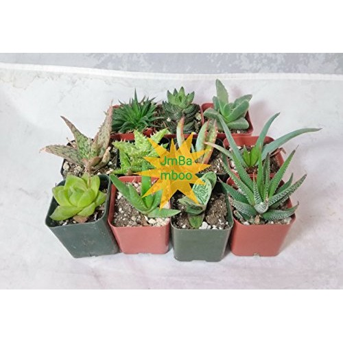 7 Different Aloe Plants - Easy to grow/Hard to Kill! - 2 Pots uni...