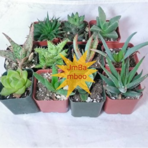7 Different Aloe Plants - Easy to grow/Hard to Kill! - 2 Pots uni...