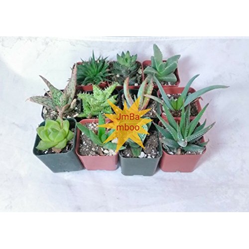 7 Different Aloe Plants - Easy to grow/Hard to Kill! - 2 Pots uni...