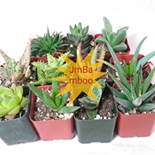 7 Different Aloe Plants - Easy to grow/Hard to Kill! - 2 Pots uni...