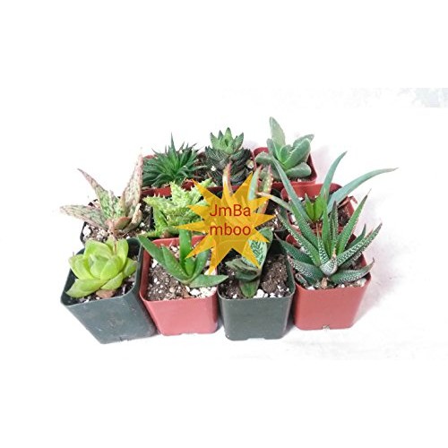 7 Different Aloe Plants - Easy to grow/Hard to Kill! - 2 Pots uni...