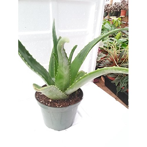 Aloe Vera -Juice Medicinal Tropical Plant Live 6 pot From Jm Bamboo