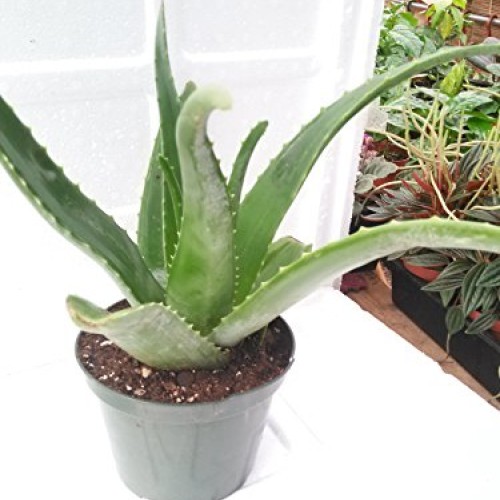 Aloe Vera -Juice Medicinal Tropical Plant Live 6 pot From Jm Bamboo