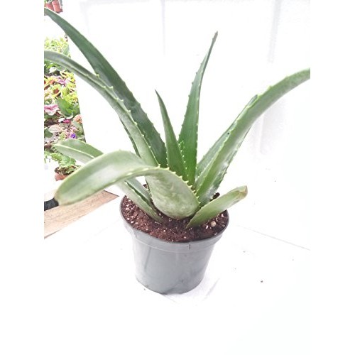 Aloe Vera -Juice Medicinal Tropical Plant Live 6 pot From Jm Bamboo