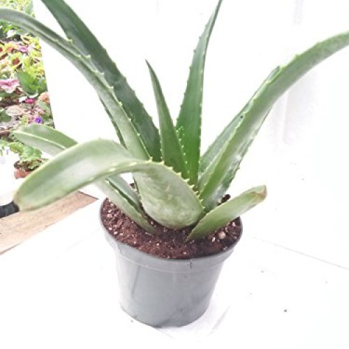 Aloe Vera -Juice Medicinal Tropical Plant Live 6 pot From Jm Bamboo