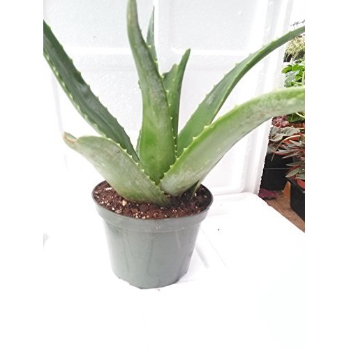 Aloe Vera -Juice Medicinal Tropical Plant Live 6 pot From Jm Bamboo