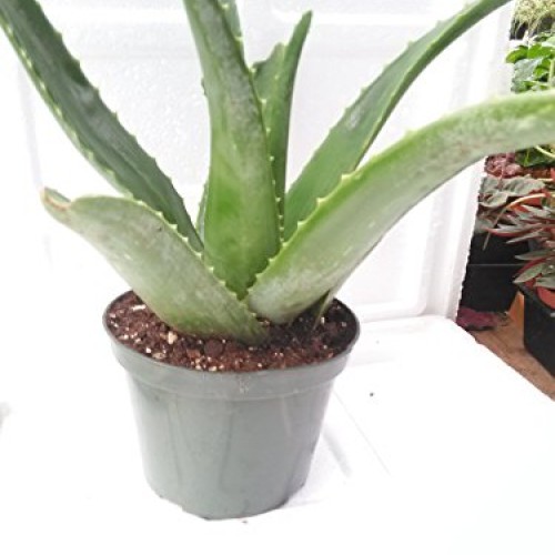 Aloe Vera -Juice Medicinal Tropical Plant Live 6 pot From Jm Bamboo