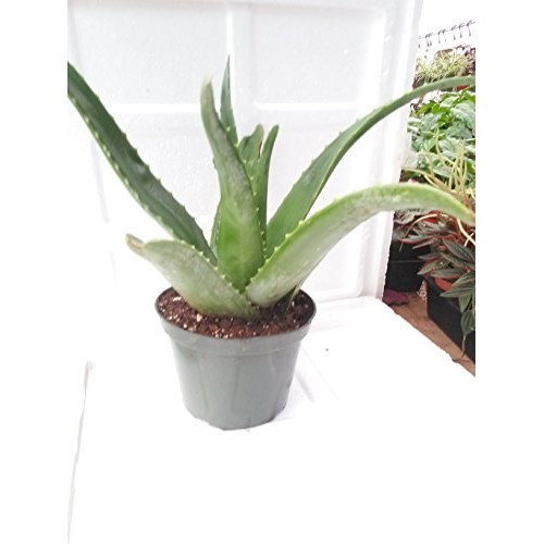 Aloe Vera -Juice Medicinal Tropical Plant Live 6 pot From Jm Bamboo