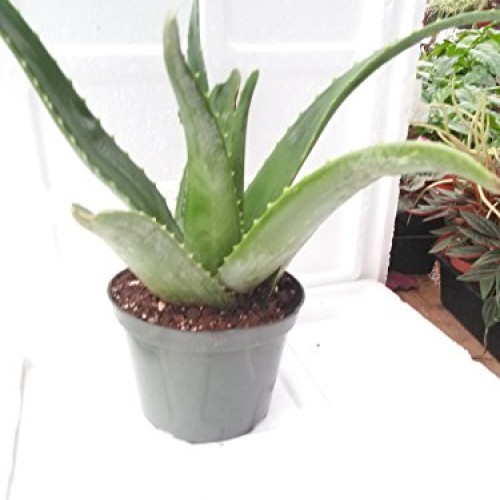 Aloe Vera -Juice Medicinal Tropical Plant Live 6 pot From Jm Bamboo