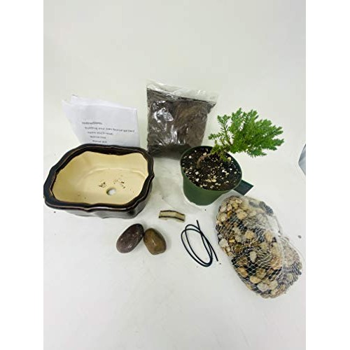 Bonsai Tree Starter Kit, Complete Do-It-Yourself Kit with 2 Year O...