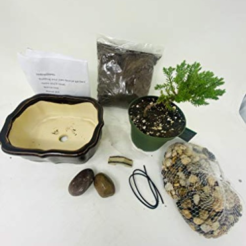 Bonsai Tree Starter Kit, Complete Do-It-Yourself Kit with 2 Year O...