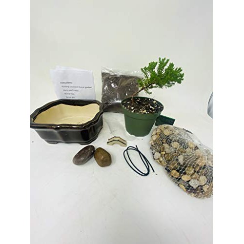 Bonsai Tree Starter Kit, Complete Do-It-Yourself Kit with 2 Year O...