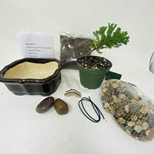 Bonsai Tree Starter Kit, Complete Do-It-Yourself Kit with 2 Year O...