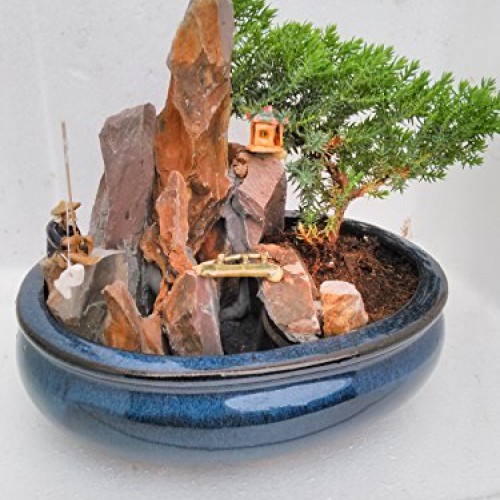 jmbamboo-bonsai- Juniper Tree Zen Garden With Pool Fishman