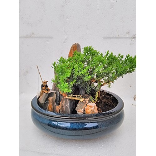 jmbamboo-bonsai- Juniper Tree Zen Garden With Pool Fishman
