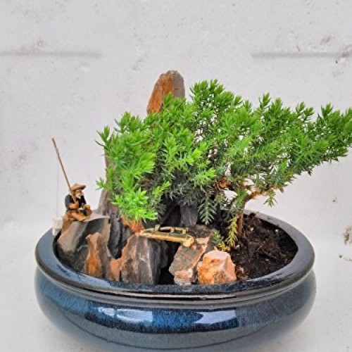 jmbamboo-bonsai- Juniper Tree Zen Garden With Pool Fishman