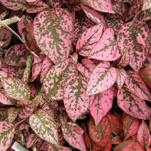 Jmbamboo - Fairy Garden Hypoestes Phyllostachya, Confetti, Polka D...