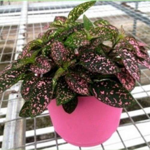 Jmbamboo - Fairy Garden Hypoestes Phyllostachya, Confetti, Polka D...