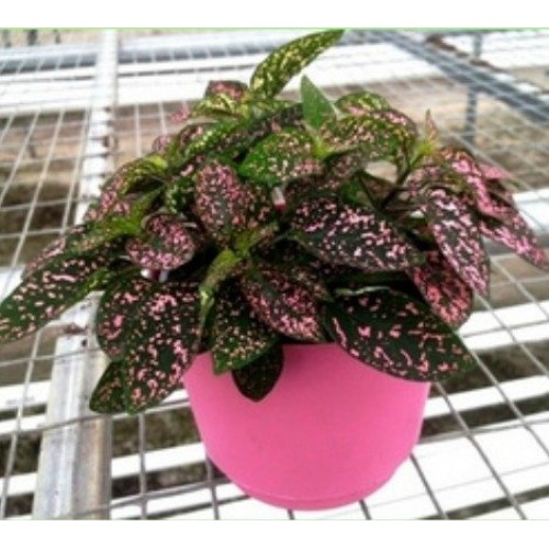 Jmbamboo - Fairy Garden Hypoestes Phyllostachya, Confetti, Polka D...