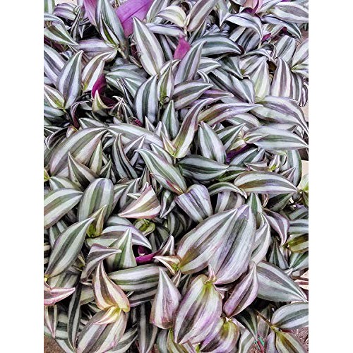 Jmbamboo Purple Wandering Jew - 4 Hanging Pot - Easy to Grow Hous...