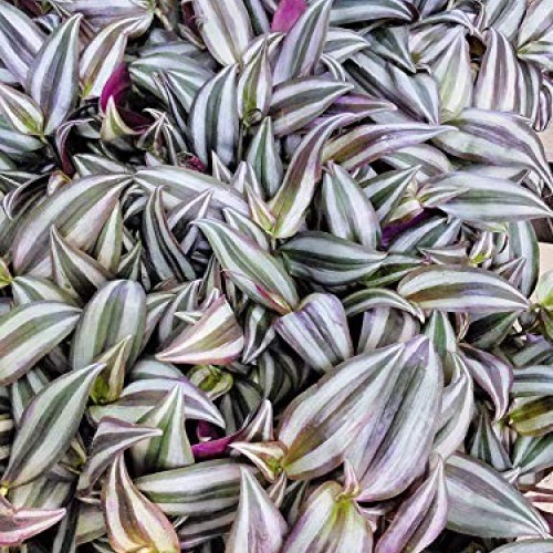 Jmbamboo Purple Wandering Jew - 4 Hanging Pot - Easy to Grow Hous...