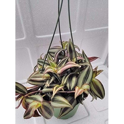 Jmbamboo Purple Wandering Jew - 4 Hanging Pot - Easy to Grow Hous...